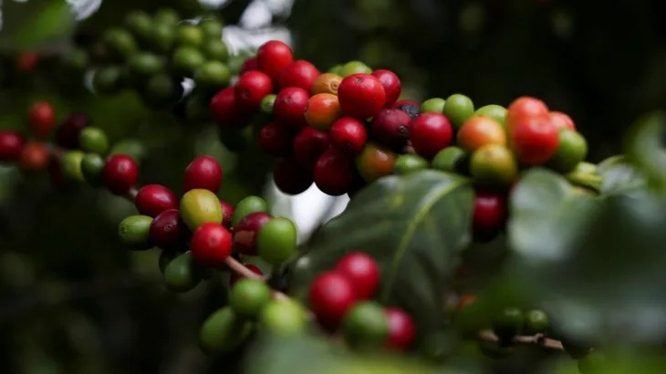 Coffee futures in New York jump 6% to new record amid 'panic buying'